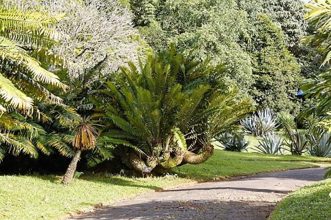 Kandy-Botanical garden-019